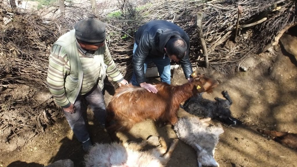Balıkesir’de başıboş köpekler keçileri parçaladı
