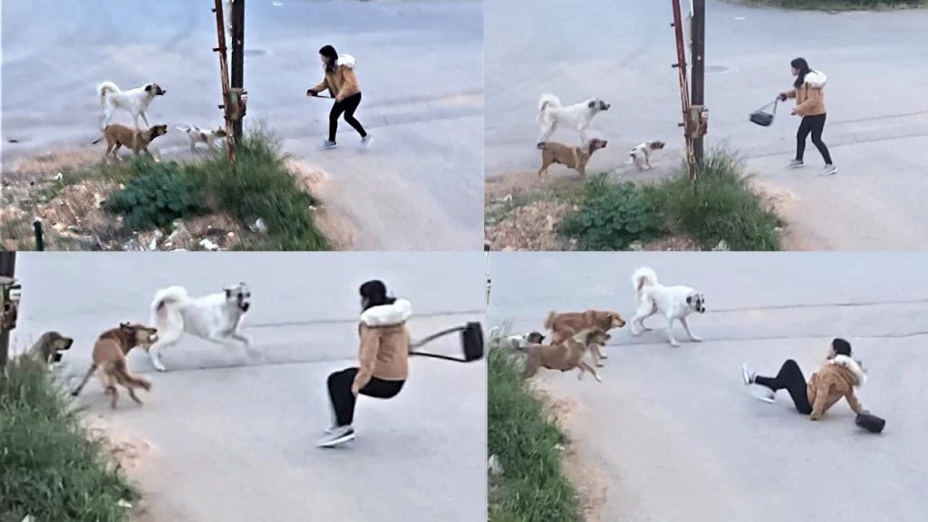 Mersin’de sokak köpekleri genç kıza saldırdı