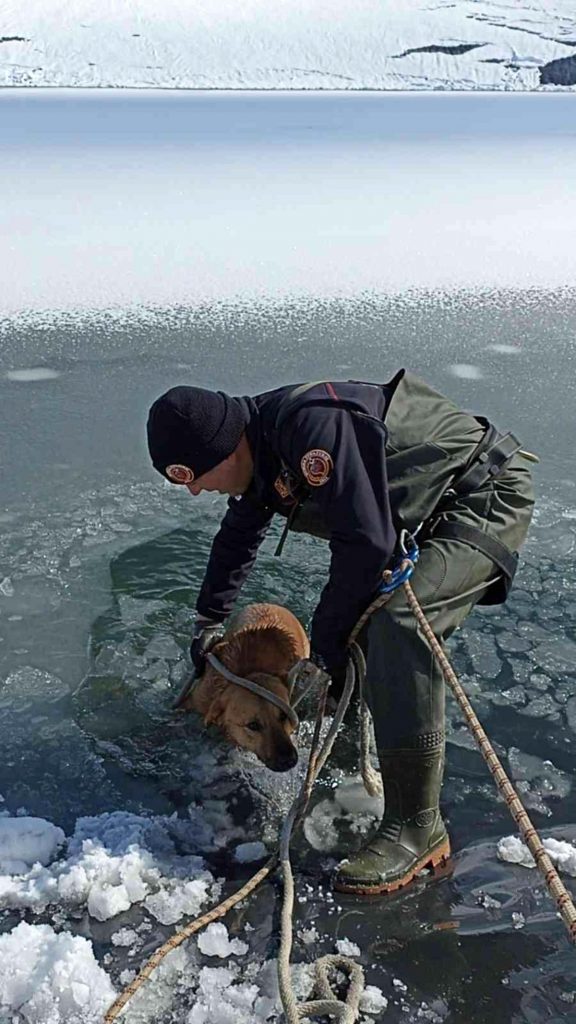 Son dakika haber! İtfaiye ekipleri buz tutan gölete düşen köpeği donmak üzereyken kurtardılar