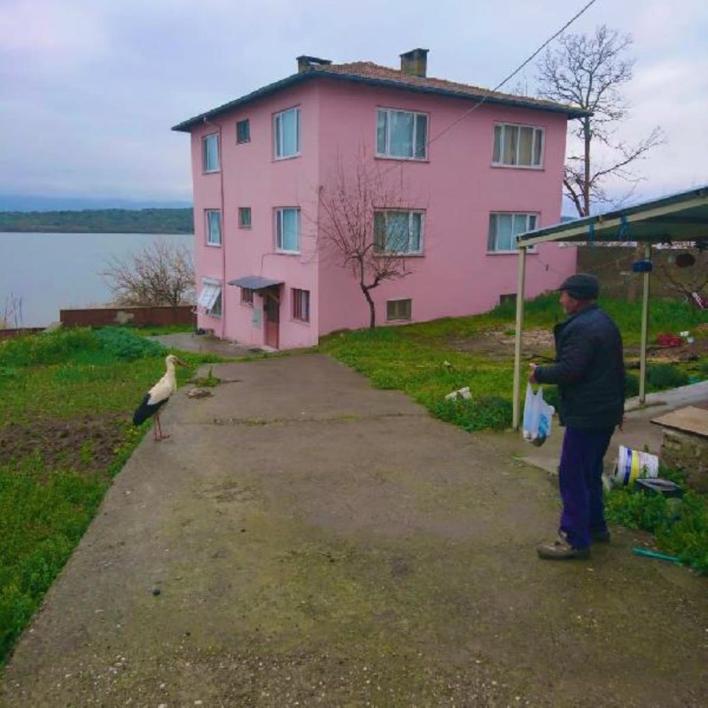 Yaren leylek, Adem Amca gelmeyince evinin bahçesine kondu