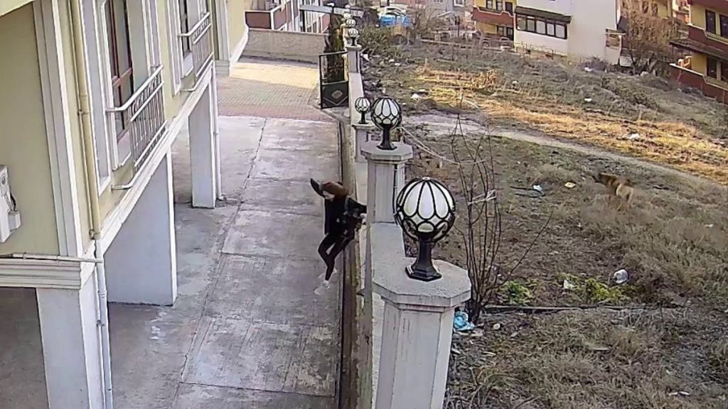 Karabük’te, başıboş köpeklerden duvardan atlayarak kurtuldu