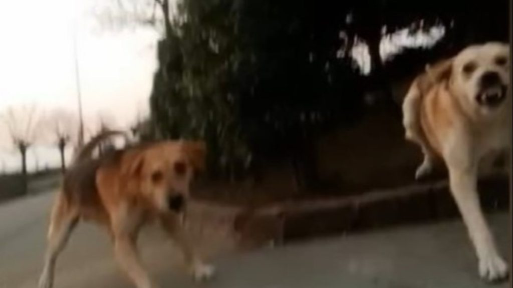 Kocaeli’de başıboş köpekler üniversiteli kıza saldırdı