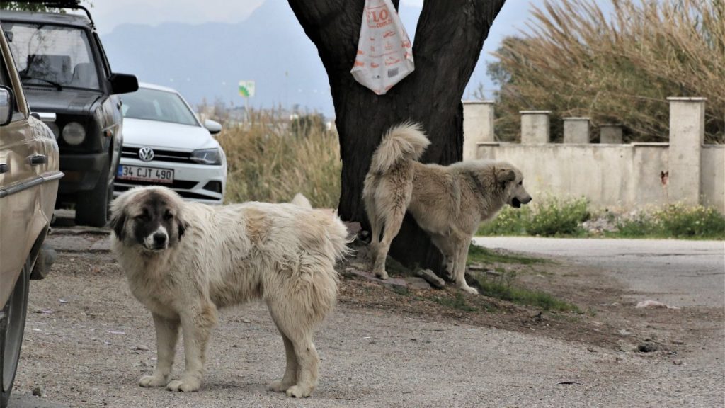 Mahra’nın ölümüne neden olan köpekler korku yaşatmaya devam ediyor