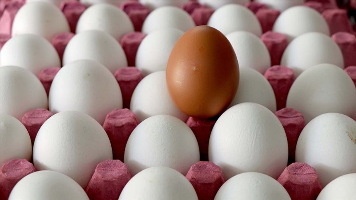 Ocak ayında 1,67 milyar adet yumurta üretildi
