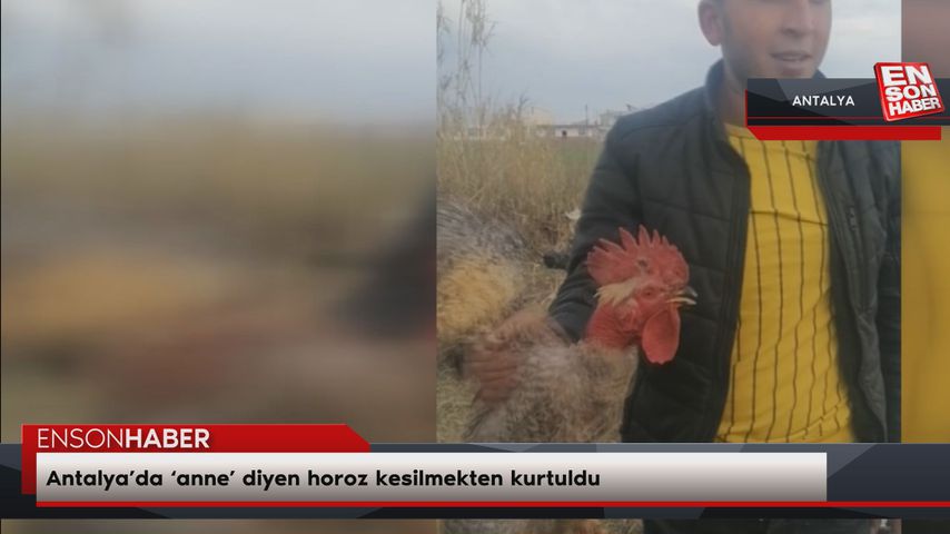 Antalya’da ‘anne’ diyen horoz kesilmekten kurtuldu