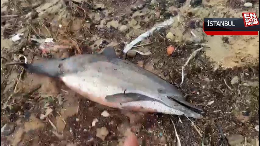 Batı Karadeniz kıyılarında 80 yunus boğuldu