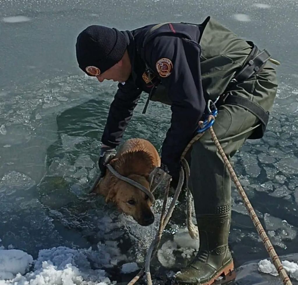 Bursa’da buz tutan gölete düşen köpek donmak üzereyken kurtarıldı