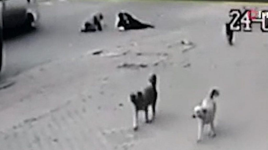 Kütahya’da köpeklerden kaçan anne ile oğlu, kazadan son anda kurtuldu