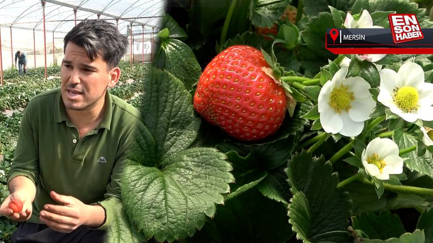 Mersin’de örtü altı çilek, fiyatıyla üreticisini sevindiriyor