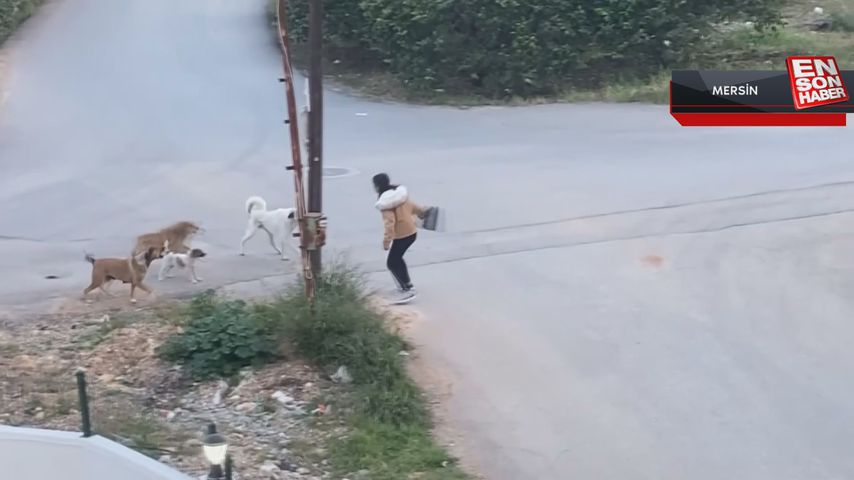 Mersin’de sokak köpekleri genç kıza saldırdı