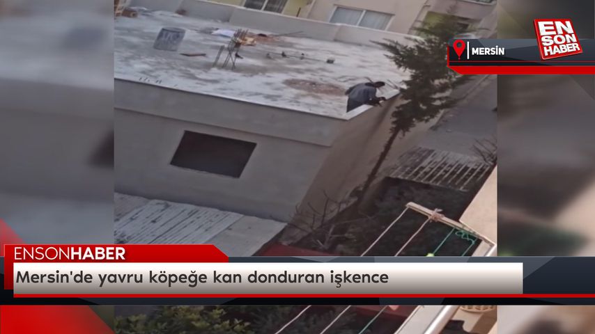 Mersin’de yavru köpeğe kan donduran işkence
