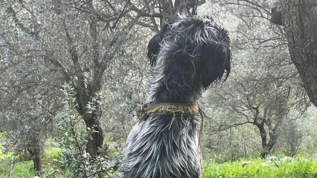 Muğla’da ağaca asılan köpek, ölü bulundu