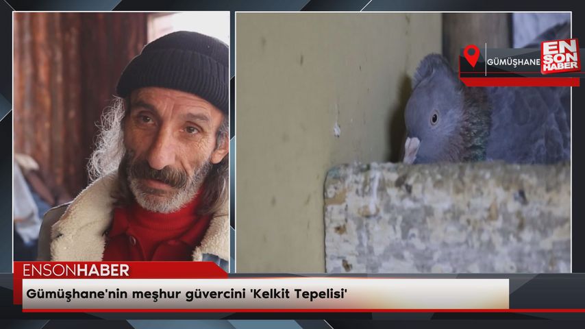 Gümüşhane’nin meşhur güvercini ‘Kelkit Tepelisi’