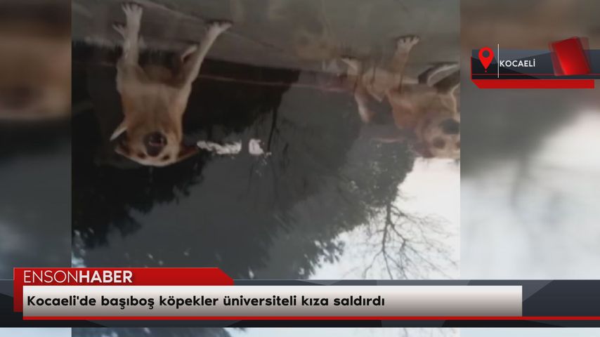 Kocaeli’de başıboş köpekler üniversiteli kıza saldırdı
