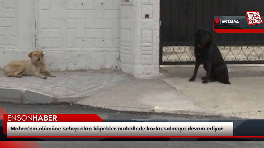 Mahra’nın ölümüne sebep olan köpekler mahallede korku salmaya devam ediyor