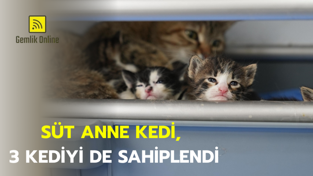Süt anne kedi, 3 kediyi de sahiplendi